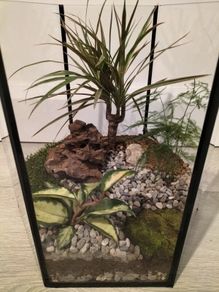 Plant Teranium