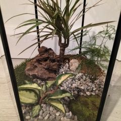 Plant Teranium