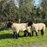 Suffolk Rams Image 5