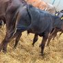 10 Continental Bull Weanlings Image 3