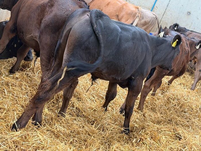 10 Charolais and Limousin Weanlings