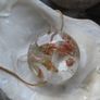Jewellery, Necklace , Glass pendant, Gift, New Image 2