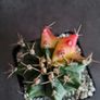 Gymnocalycium mihanovichii cactus Image 2