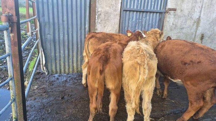 Heifers