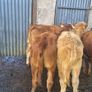 Heifers Image 3