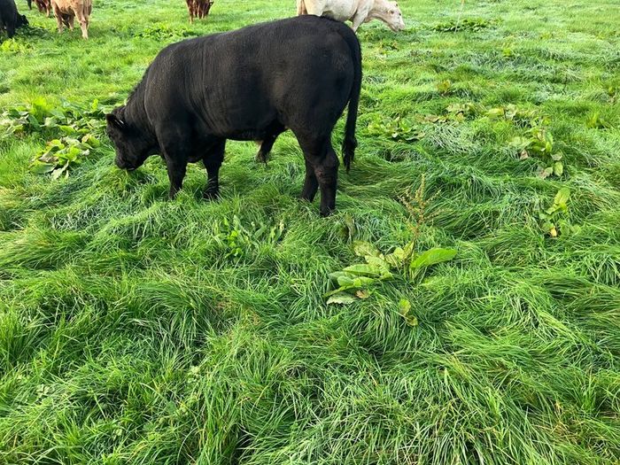 Cattle
