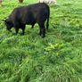 Cattle Image 10