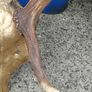 26" Stag's head Antlers Image 9