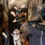 cat Image 5