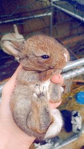 Rabbits. Quality Flemish Giants and Mini lops