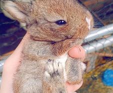 Rabbits. Quality Flemish Giants and Mini lops
