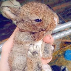 Rabbits. Quality Flemish Giants and Mini lops