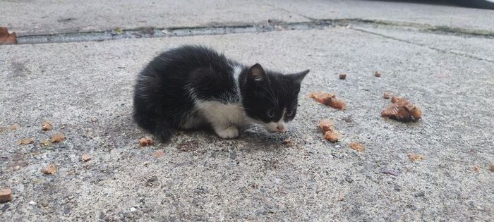 kittens Free to good homes