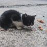 kittens Free to good homes Image 2