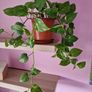 Devils ivy hanging plant Image 2