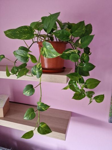 Devils ivy hanging plant