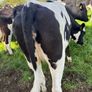 Incalf heifers Image 6