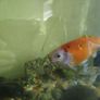 assorted large gold fish Image 2