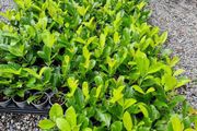 Laurel Hedging Cheap One Euro