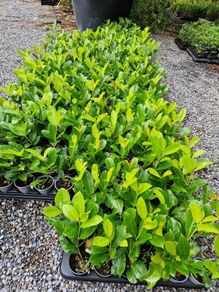 Laurel Hedging Cheap One Euro
