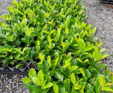 Laurel Hedging Cheap One Euro