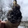 Rams Horn Smokey Quartz Soldered Decoration Taxidermy Ethically Sourced Image 3