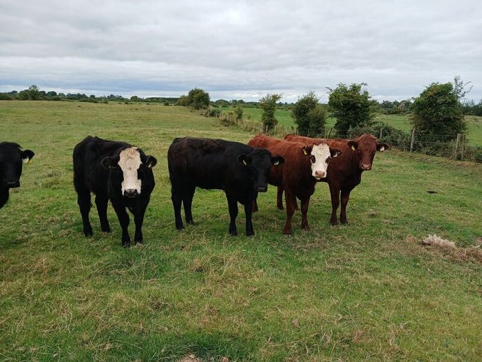 Heifers