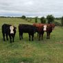 Heifers Image 4