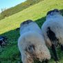 Hogget rams and ram lamb Image 5