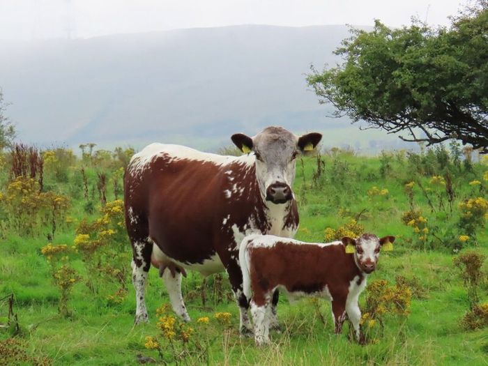 Pedigree Irish Moiled Online Timed Auction
