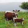 Pedigree Irish Moiled Online Timed Auction Image 4