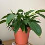 Beautiful Peace Lily Image 2