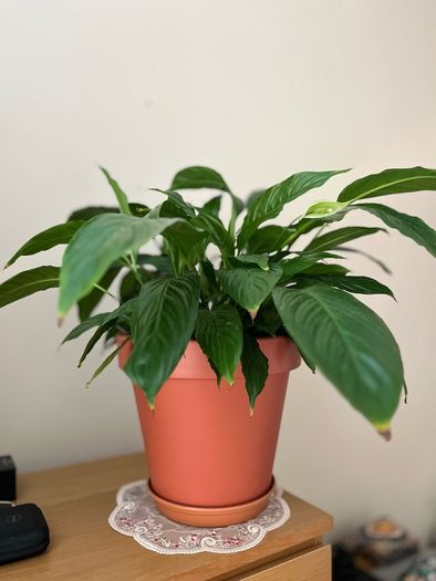 Beautiful Peace Lily