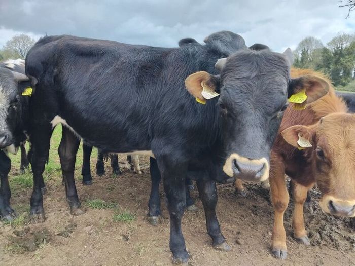 Continental yearlings
