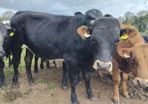 Continental yearlings