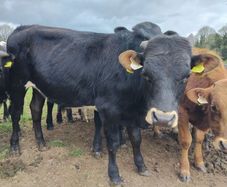 Continental yearlings