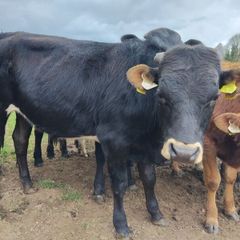 Continental yearlings