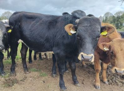 Continental yearlings