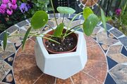 Chinese Money Indoor / House Plant / Pilea