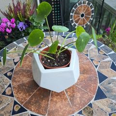 Chinese Money Indoor / House Plant / Pilea