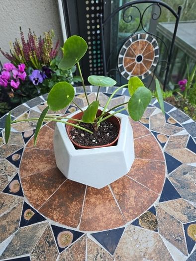 Chinese Money Indoor / House Plant / Pilea