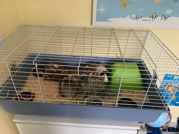 2 female guinea pigs