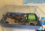 2 female guinea pigs