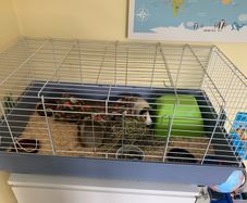 2 female guinea pigs