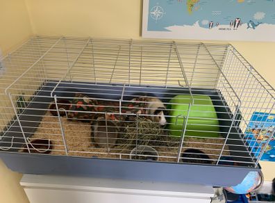2 female guinea pigs
