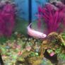 Fish tank Image 5