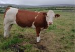 PBR Simmentals