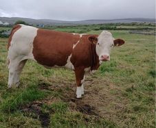 PBR Simmentals
