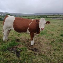 PBR Simmentals