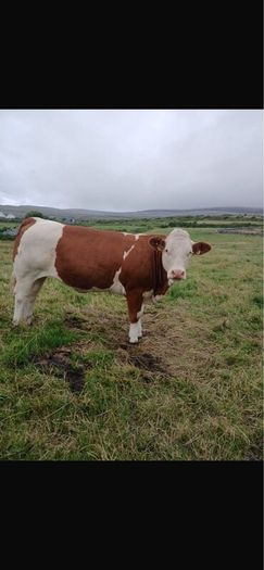 PBR Simmentals